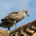 baby seagulls by josiegilbert