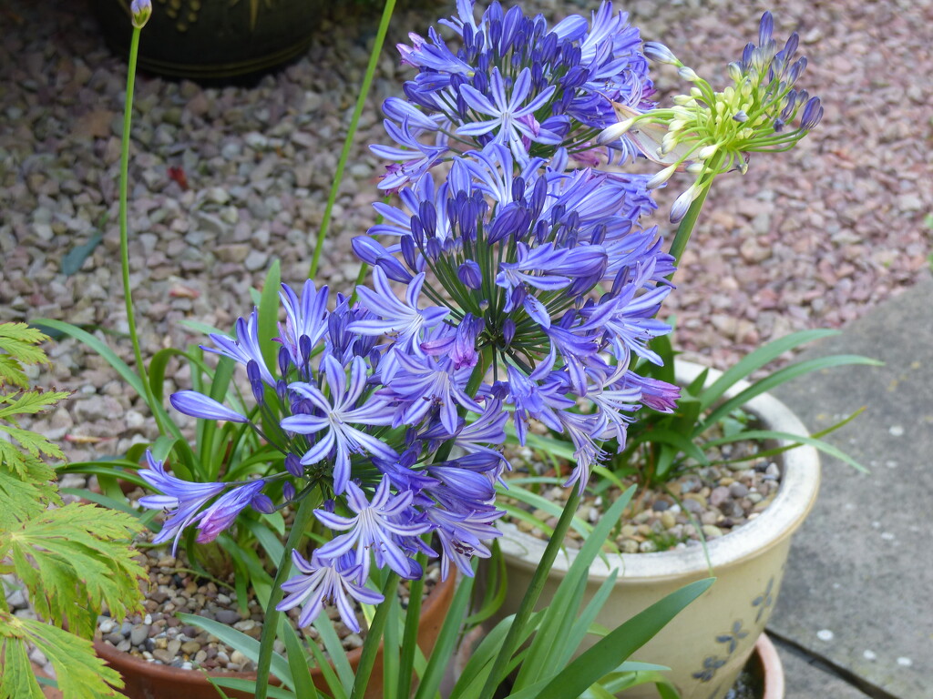 Agapanthus by susiemc