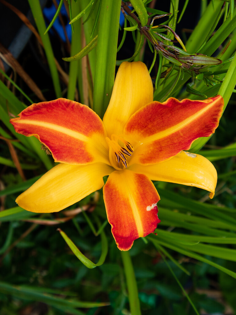 day lily by josiegilbert