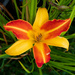 day lily