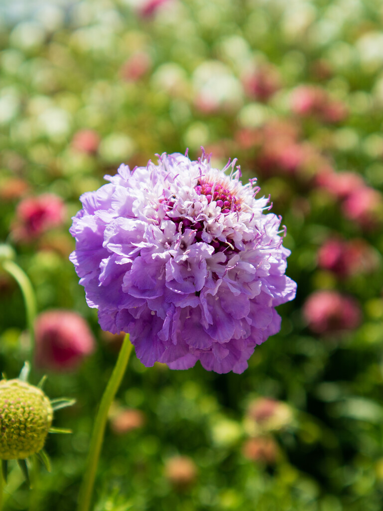 scabious by josiegilbert