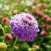 scabious