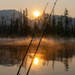 Sunrise and Fishing Rods by veronicalevchenko