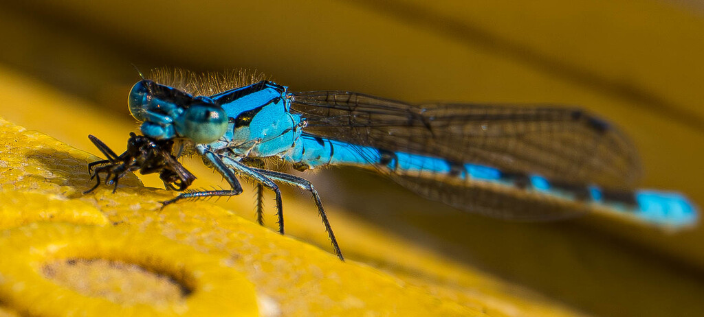 Blue Damselfly Feasting by veronicalevchenko