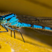 Blue Damselfly Feasting by veronicalevchenko