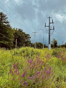 29th Jul 2024 - Lupines And The Tragic Sky