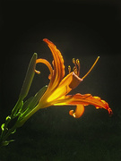 7th Jul 2024 - Backlit Day Lily