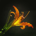 Backlit Day Lily by skipt07