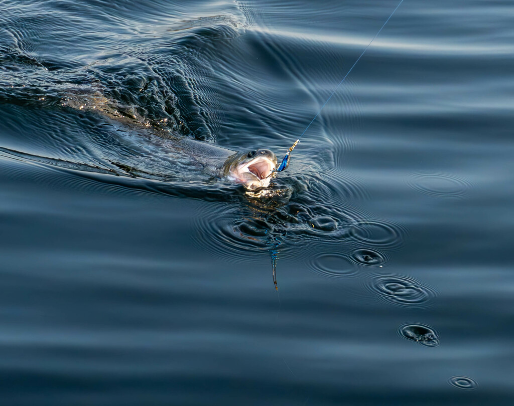 Rainbow Trout on the Line by veronicalevchenko