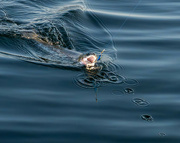 22nd Jul 2024 - Rainbow Trout on the Line