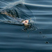 Rainbow Trout on the Line by veronicalevchenko