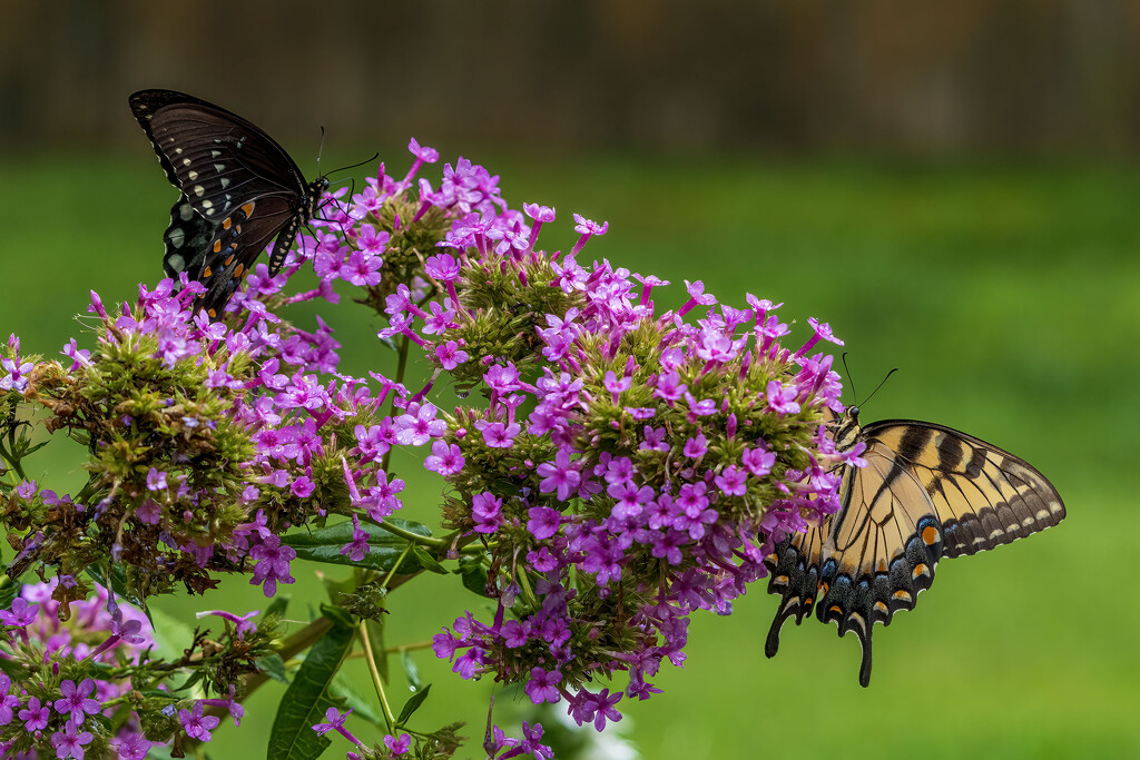 Two Beauties  by kvphoto