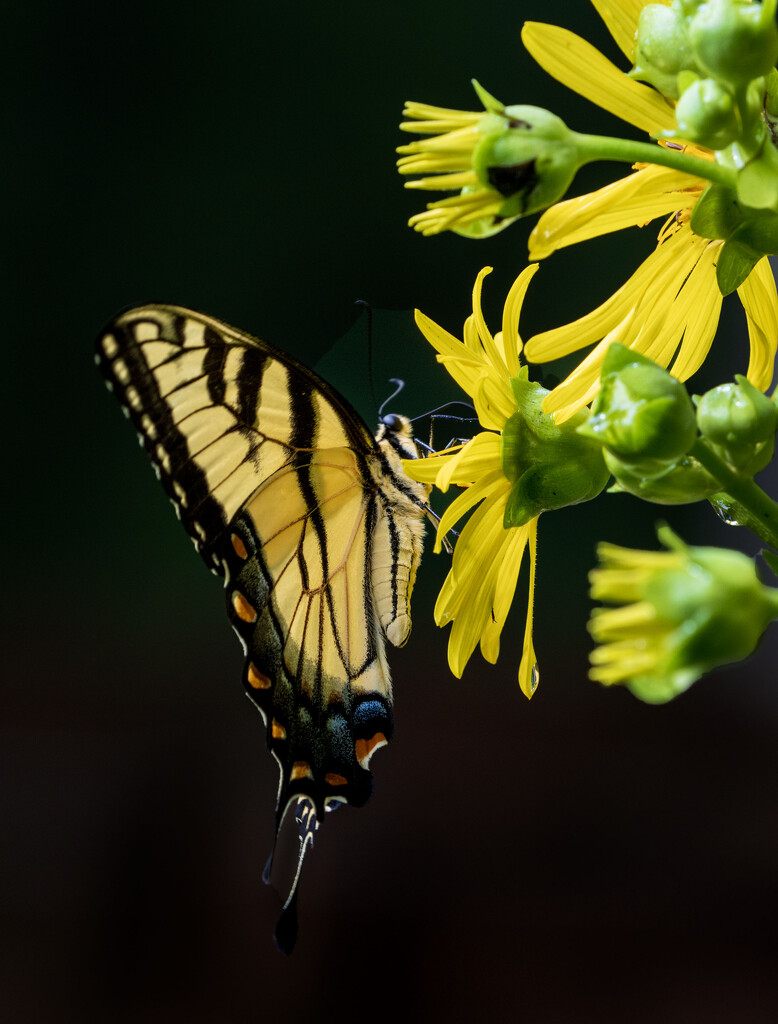 Eastern Tiger on Cup Flower by kvphoto