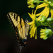 Eastern Tiger on Cup Flower by kvphoto