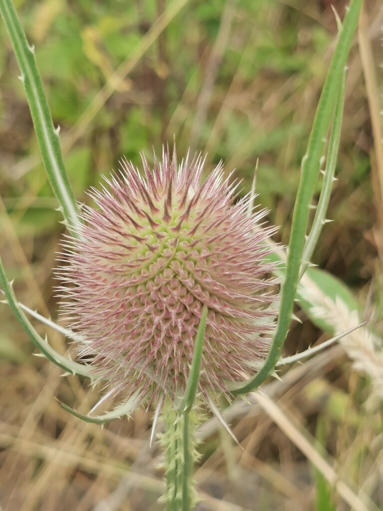 Thistle Head by plainjaneandnononsense