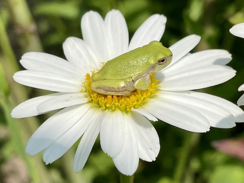 Frog and daisy by dakotakid35