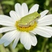 Frog and daisy