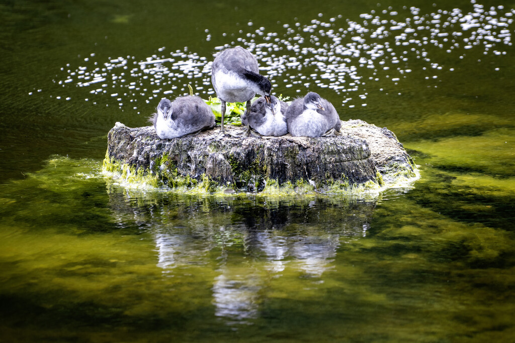 Juvenile Coots by pcoulson