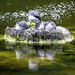 Juvenile Coots by pcoulson