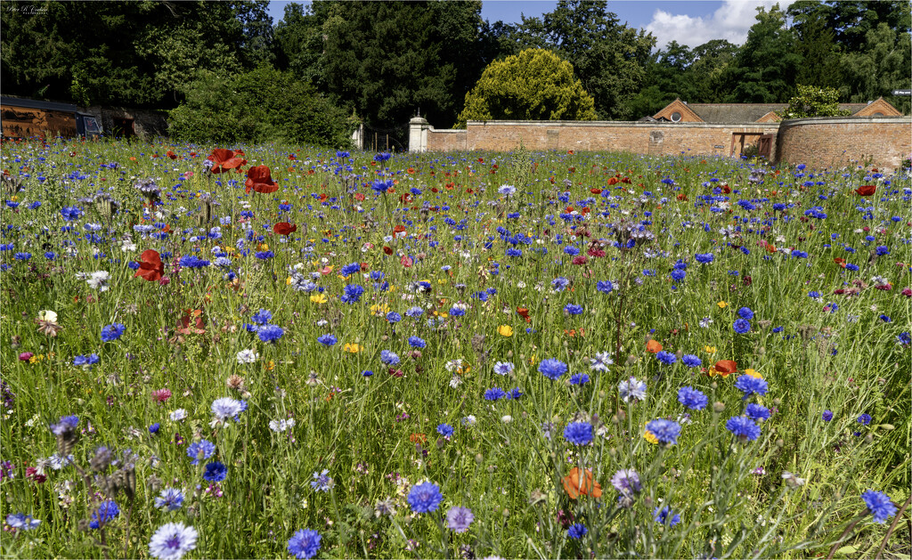 Wild Flower  by pcoulson