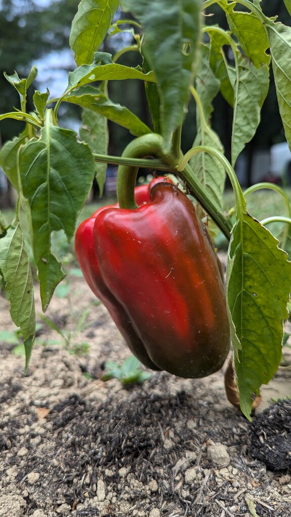 Pepper Getting Ripe  by julie