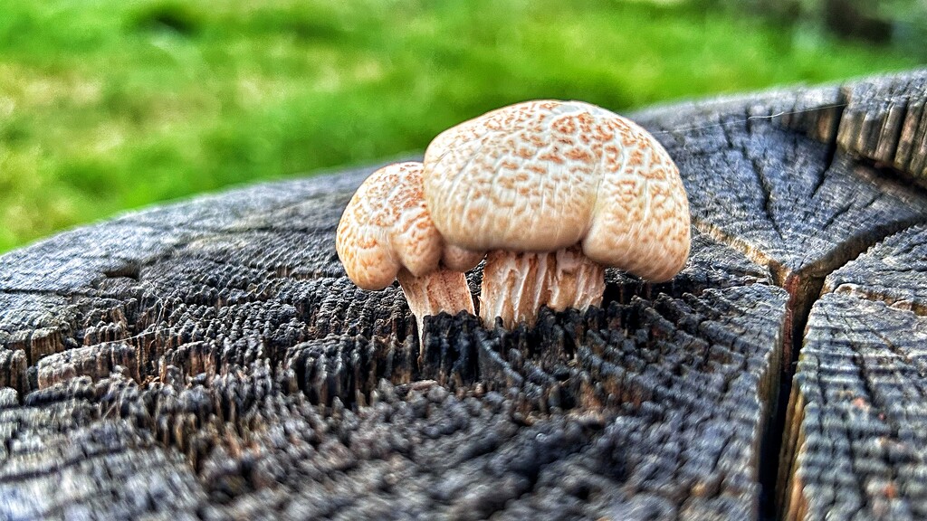 Mushroom Surprise  by carole_sandford