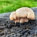 Mushroom Surprise  by carole_sandford