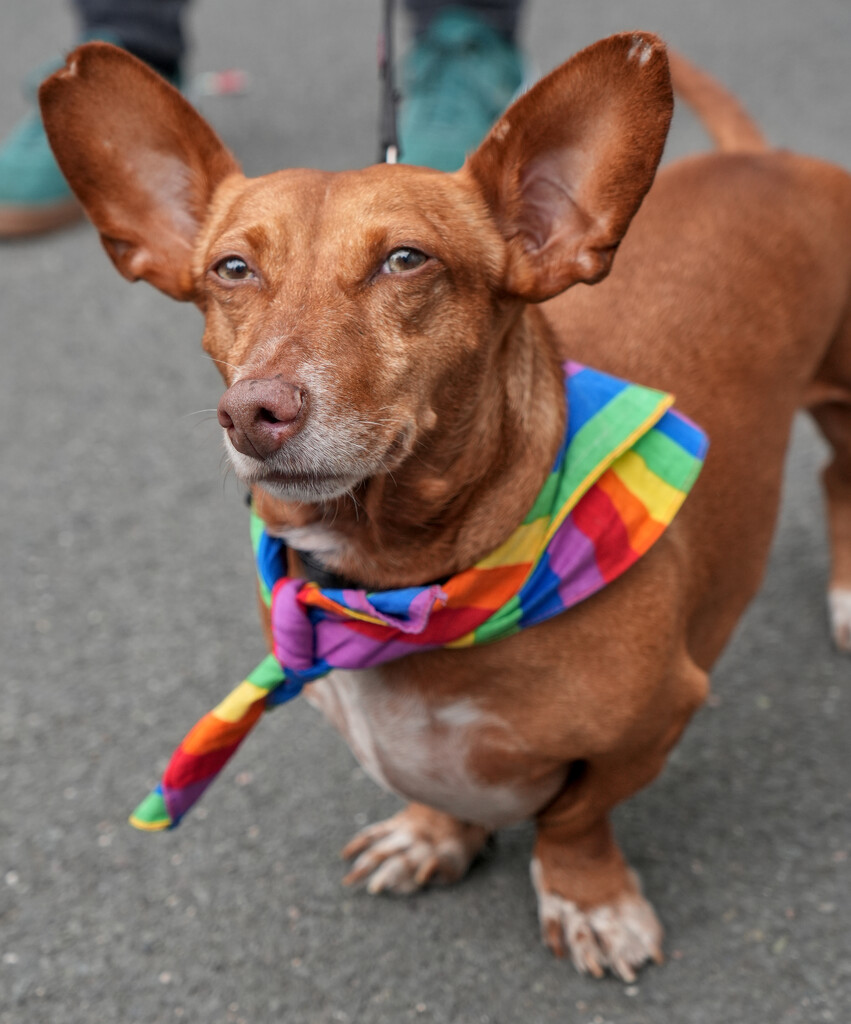 Dogs of Pride : Shiva  by phil_howcroft