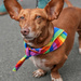 Dogs of Pride : Shiva  by phil_howcroft