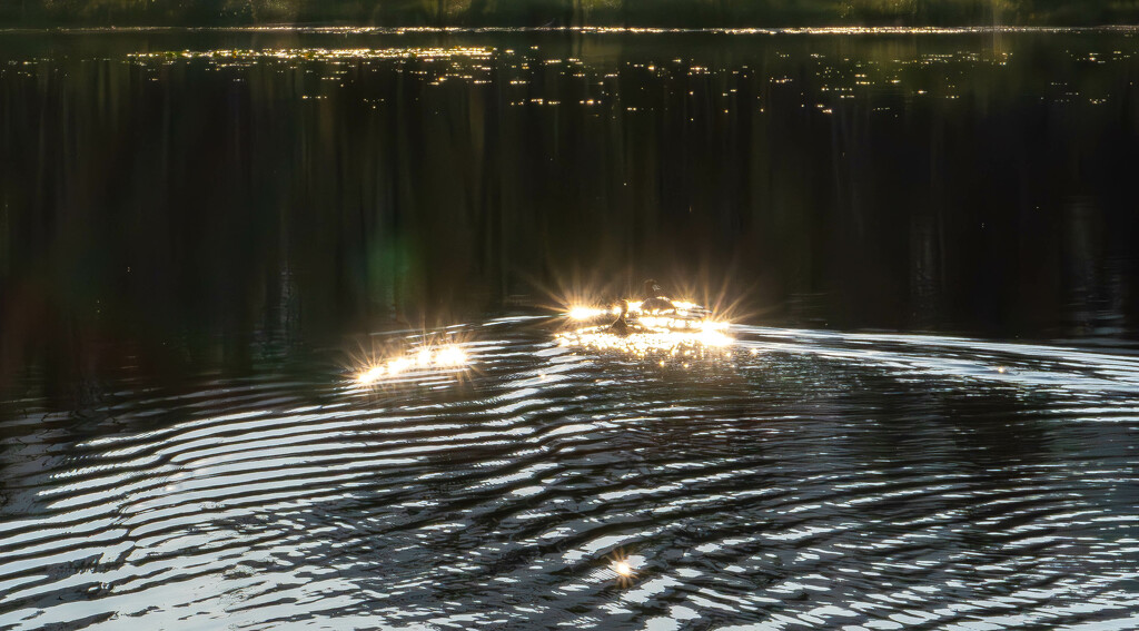 Sun Sparkles and Ducks on Rippling Water by veronicalevchenko