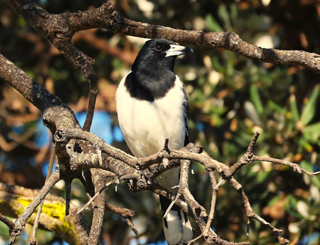 Butcher Bird High Up In A Tree ~  by happysnaps