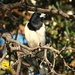 Butcher Bird High Up In A Tree ~  by happysnaps