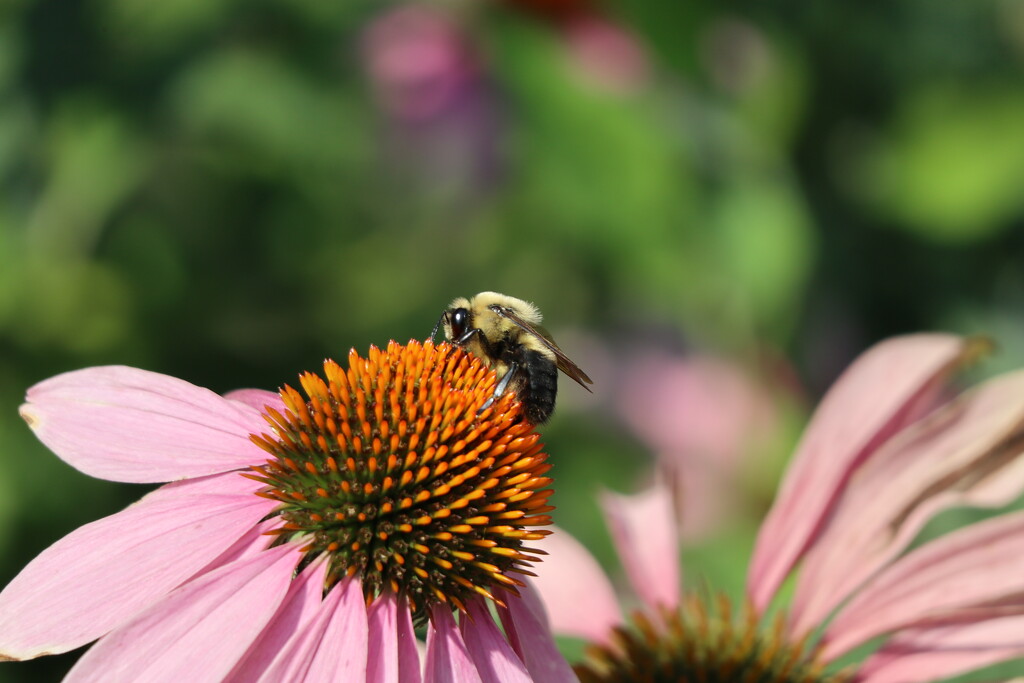 A Bee's Life by 365projectorgheatherb