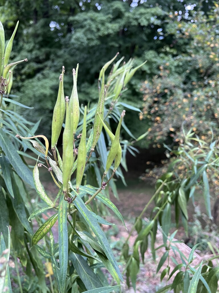 Asclepias incarnata by pej76