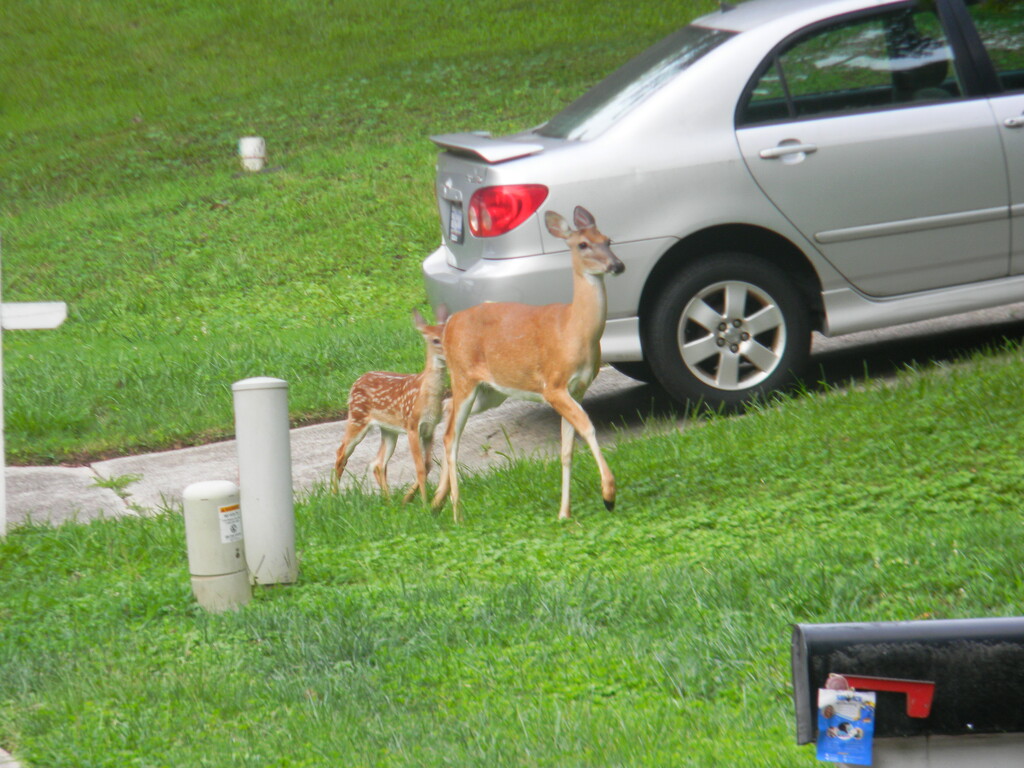 Baby Following Mother Deer  by sfeldphotos