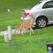 Baby Following Mother Deer  by sfeldphotos