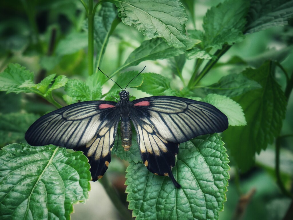 One more butterfly friend by ljmanning