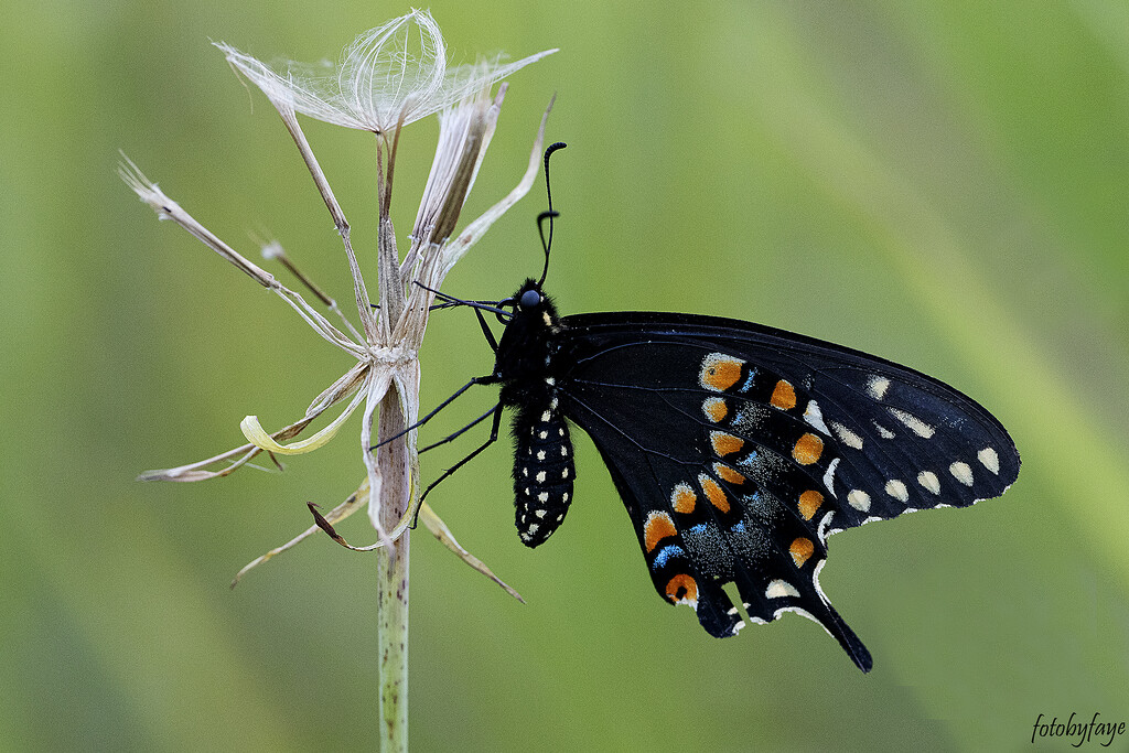 Black Swallowtail Butterfly by fayefaye