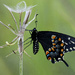 Black Swallowtail Butterfly by fayefaye