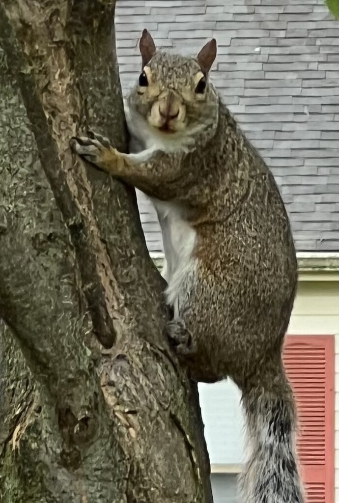 Neighborhood wildlife  by sjgiesman