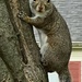 Neighborhood wildlife  by sjgiesman