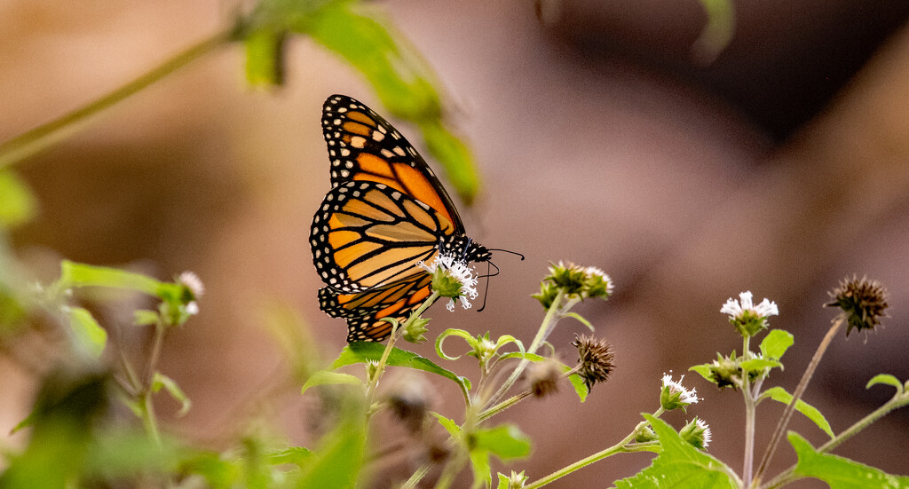 Monarch Butterfly! by rickster549