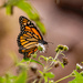 Monarch Butterfly! by rickster549