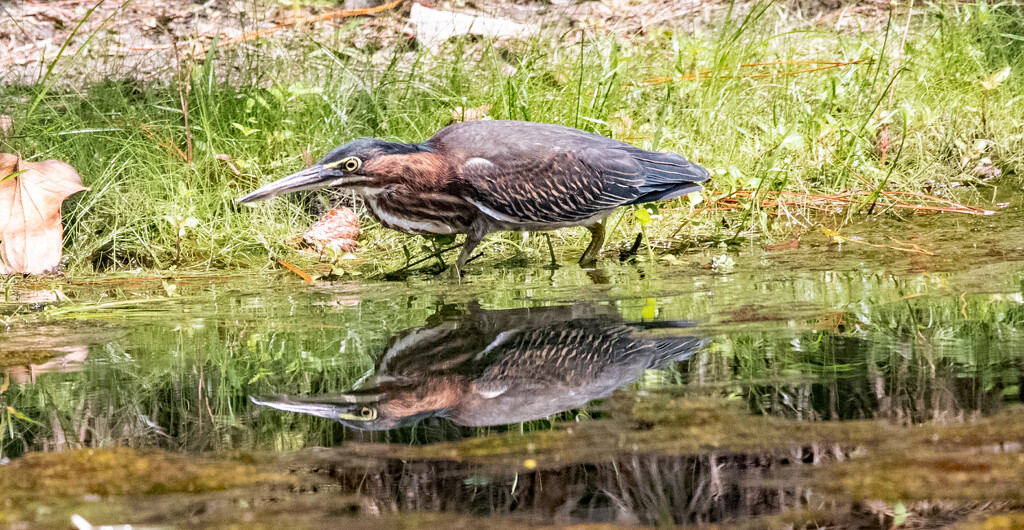 Green Heron on the Prowl! by rickster549