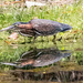 Green Heron on the Prowl! by rickster549