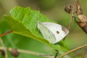 29th Jul 2024 - Unique butterfly 