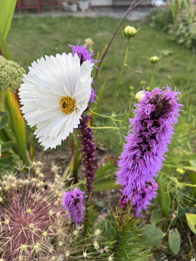 Pretty flowers by jennymillard