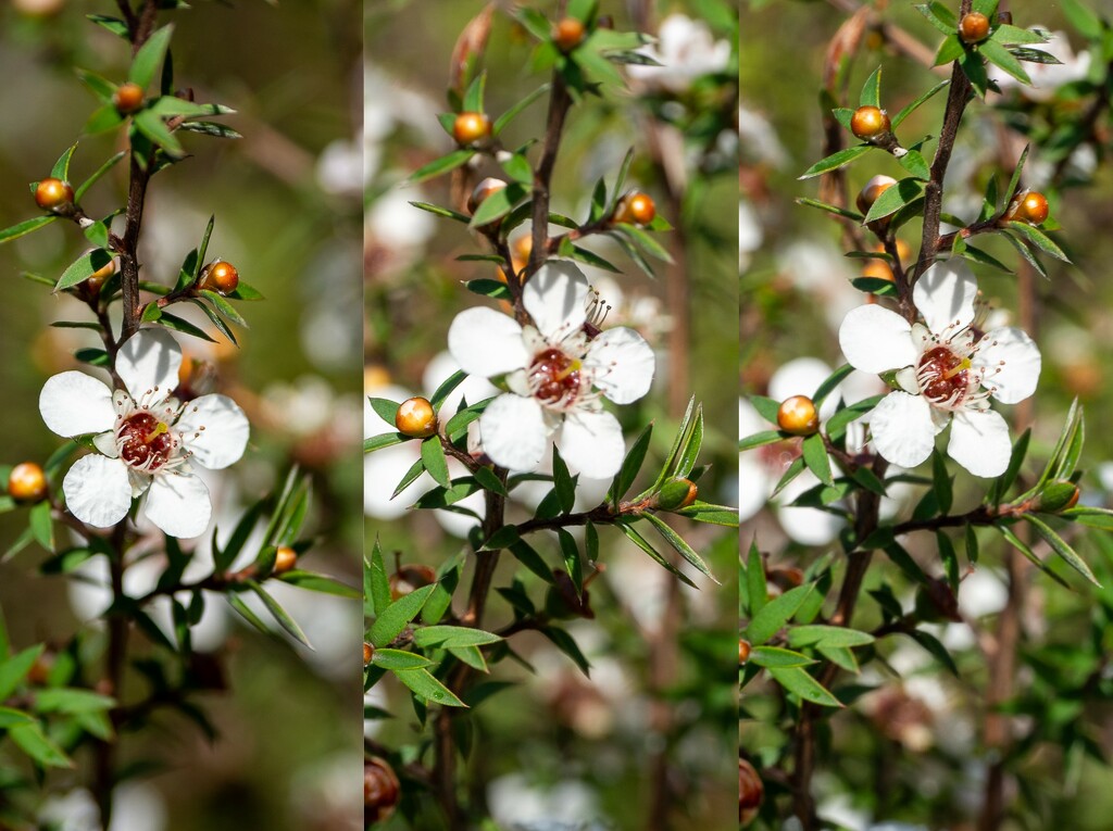 manuka flower by christinav