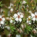 manuka flower by christinav