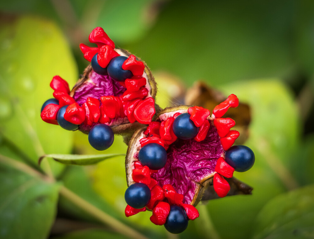 Paeonia, ripe follicles with seeds by haskar